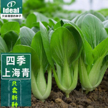 ľG๣ԭbϺ߲˷N͟͸ߜشСͲ˷N