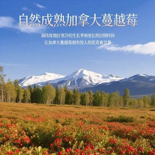 ���ô���Խݮ��500g�M��ˮ�������T��������