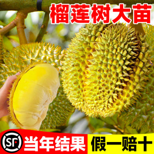 ����Y��������ɏ�����؈ɽ���ϱ����ļ��Nֲ�V���޽Ӵ��������