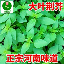 �G��N�Ӻ��ϴ��~�G��˷N���ļ�С��˷N���r����@�����߲˷N��