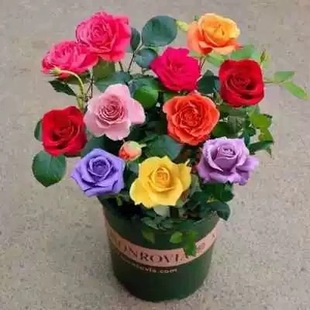 Rose Seedlings, Old Roots, Extra Large Flower Pots, Green Plants, Fragrant Rose Seedlings, Blooming in All Seasons and Easy to Grow Florals