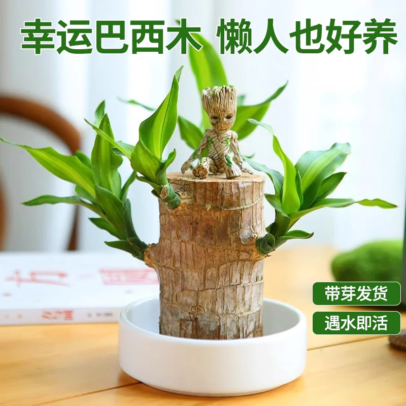 绿植巴西木幸运木水养格鲁特小树人水培花卉室内阳台夏季驱蚊盆栽