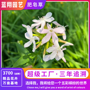 Soap Grass Is on Sale! Soap Grass Seeds Are Perennial and Are Resistant to Poor Soil. the Flowers and Leaves Are Beautiful and Decorate the Courtyard