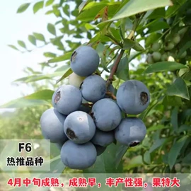 种子;乔木;园林果树