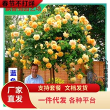 һ�����l�����ǘ䘶�¼������ش󻨶仨��ֲ��ͥԺ�ļ��_õ�厧��