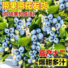 蓝莓树果苗南方北方矮化果树果苗盆栽地栽蓝莓特大蓝莓苗当年结果
