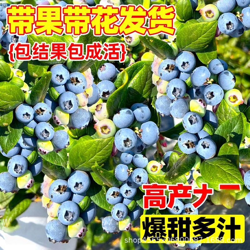 蓝莓树果苗南方北方矮化果树果苗盆栽地栽蓝莓特大蓝莓苗当年结果