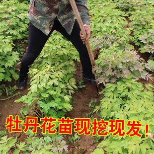 �������lĵ��������������^�p���ذ�Gֲ�����Ե��mͥԺ��