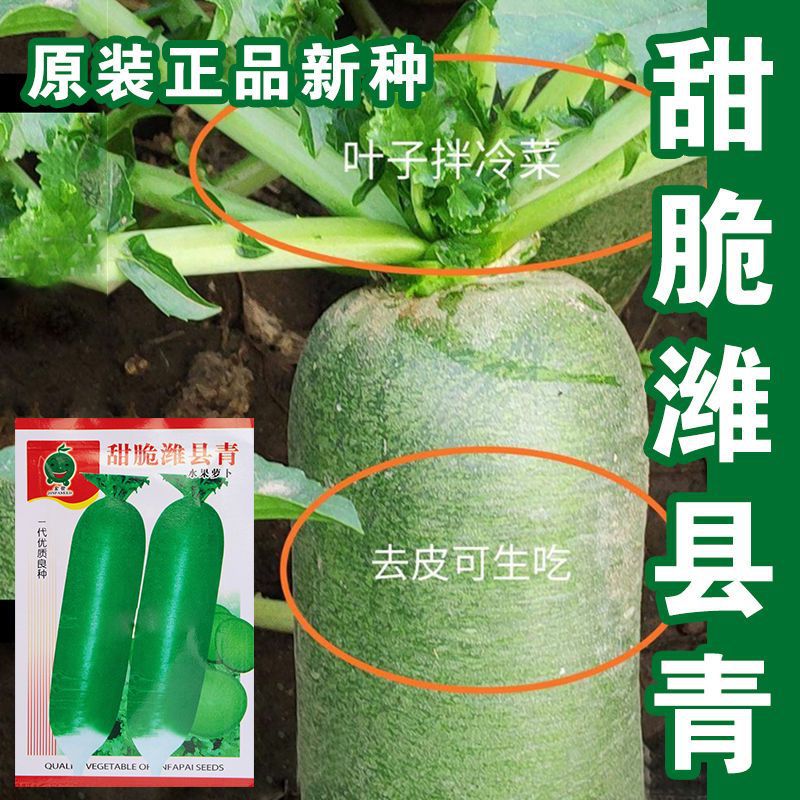 甜脆潍县青萝卜种子沙窝水果萝卜种籽秋季绿萝卜籽四季播蔬菜种孑