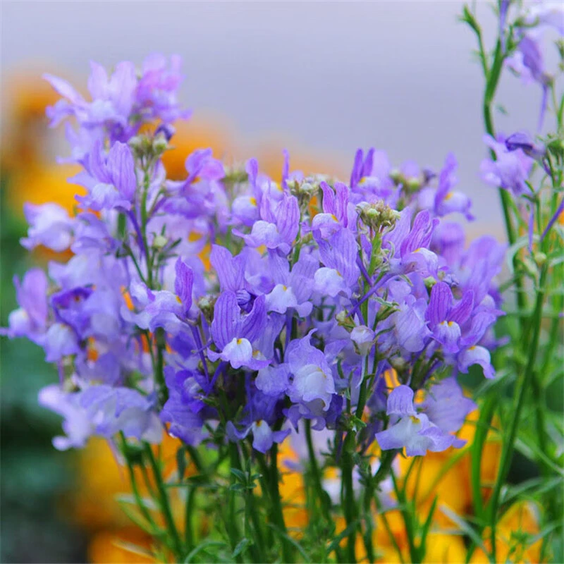 Семена леща легко сеять в любое время года, семена ландшафтных цветов, летние и осенние семена, семена садовых цветов хризантемы.