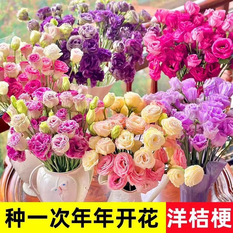 多色洋桔梗花种子四季播种易成活开花室内室外盆栽地栽玫瑰花种籽
