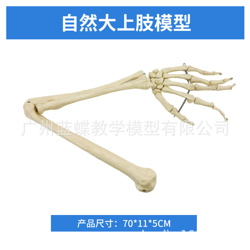 ����ȫ�ȹ���ģ�͹ɹ��ֹǹ�������Ǽ���֫�ؽڹǼܽ�ѧ