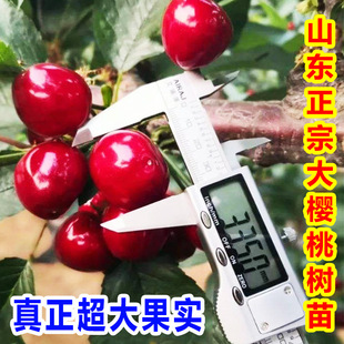 Cherry Trees in the South and North Planting Potted Cherry Trees Extra Large Cherry Trees Cold-resistant Ground Planting Garden Cherry Seedlings