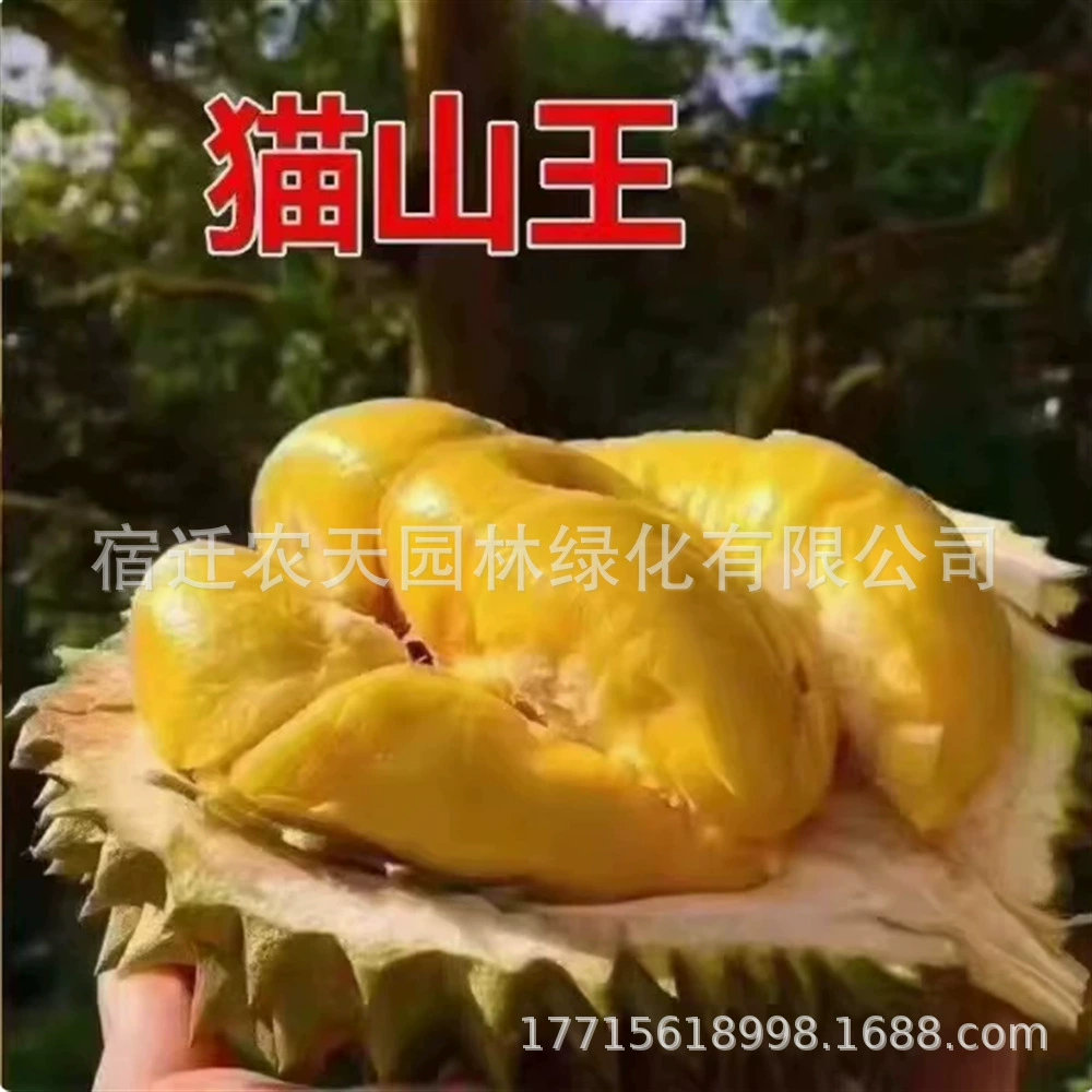 Дуриан Фруктовое дерево Сеялка Маошань Wangjin Подушка Посадка Красное мясо Дуриан Фруктовое дерево Сеялка Дуриан дерево Сеялка