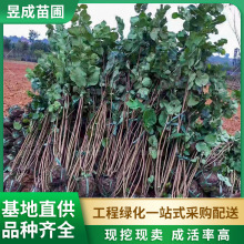 ���G���ϷNֲ����ֱ���G���е���ľ��·����ͥԺ�^��ֲ������G