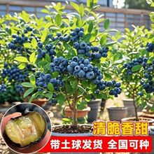 ���{ݮ�������{ݮ�����Ե��Թ������ϱ����Nֲ�����۾G��ʯ����