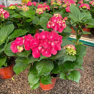 Endless Summer Hydrangea Seedlings Potted Perennial Large Flower Hydrangea Old Root Hydrangea Balcony Courtyard Plant Cold-Resistant
