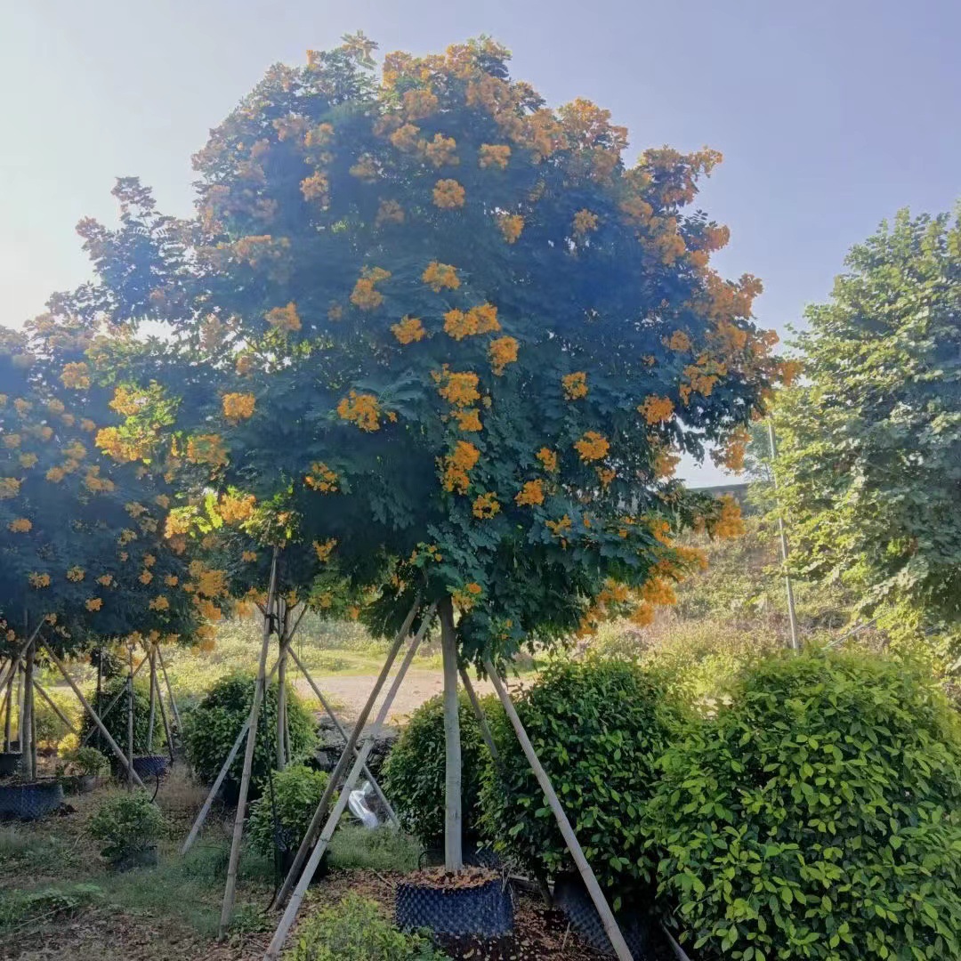 福建黄花槐树批发 行道树黄花槐移栽价格 行道树全冠黄花槐基地种