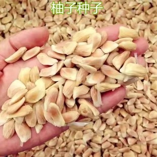 Grapefruit Seeds, Red Heart Grapefruit Seeds, Shatian Grapefruit Seeds, Grapefruit Seeds, Red Heart Grapefruit Seedlings, Grapefruit Seedlings