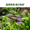 Baiyinmei small fish feed, peacock fish fighting fish, fish food Fengnian shrimp egg tropical fish, red worm dried ornamental fish