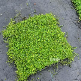 种子;其他园林植物;灌木