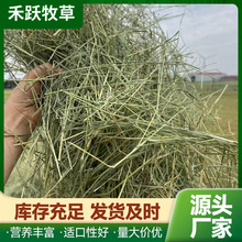2025新收割特等羊草加压小捆 牛羊马驴梅花鹿羊驼骆驼用