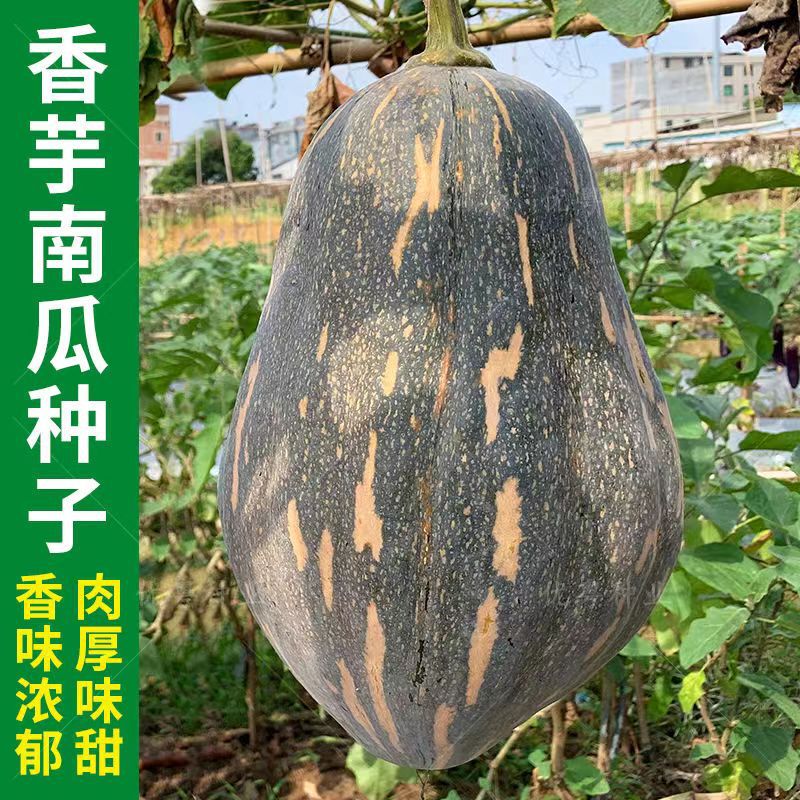 Creamy Taro Pumpkin Seeds Spring and Autum All Year Round Fragrant Taro Honey Sweet Glutinous Red Sweet Chestnut Pumpkin Seeds Vegetable Seeds