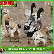 江南蛋鸭苗活体小黄鸭苗孵化场直卖另有黑番鸭苗大种肉麻鸭苗水鸭
