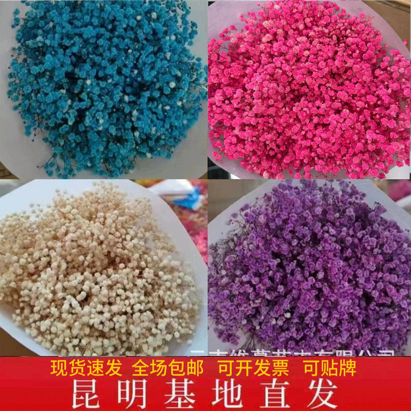 Gypsophila Eternal Flowers, Dried Flowers, Direct Sales from Yunnan Factory, DIY Cross-Border, Preserved Flowers, Wholesale Bouquets from the Manufacturer Gypsophila Eternal Flowers, Dried Flowers, Direct Sales from Yunnan Factory, DIY Cross-Border, Preserved Flowers, Wholesale Bouquets from the Manufacturer