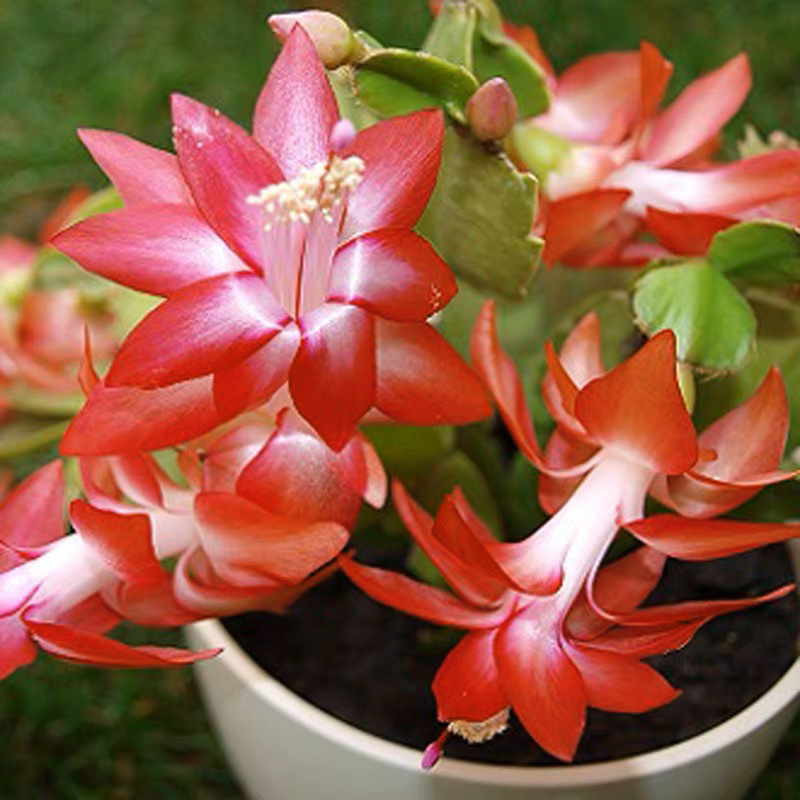 Planta en maceta de orquídea de garra de cangrejo dorado con capullo de flor con maceta, injerto multicolor, pétalos dobles, nuevas flores en todas las estaciones, plantas verdes