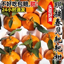 春见耙耙柑粑粑柑橘桔子丑柑蜜橘丑八怪新鲜当季时令水果整箱橄榄