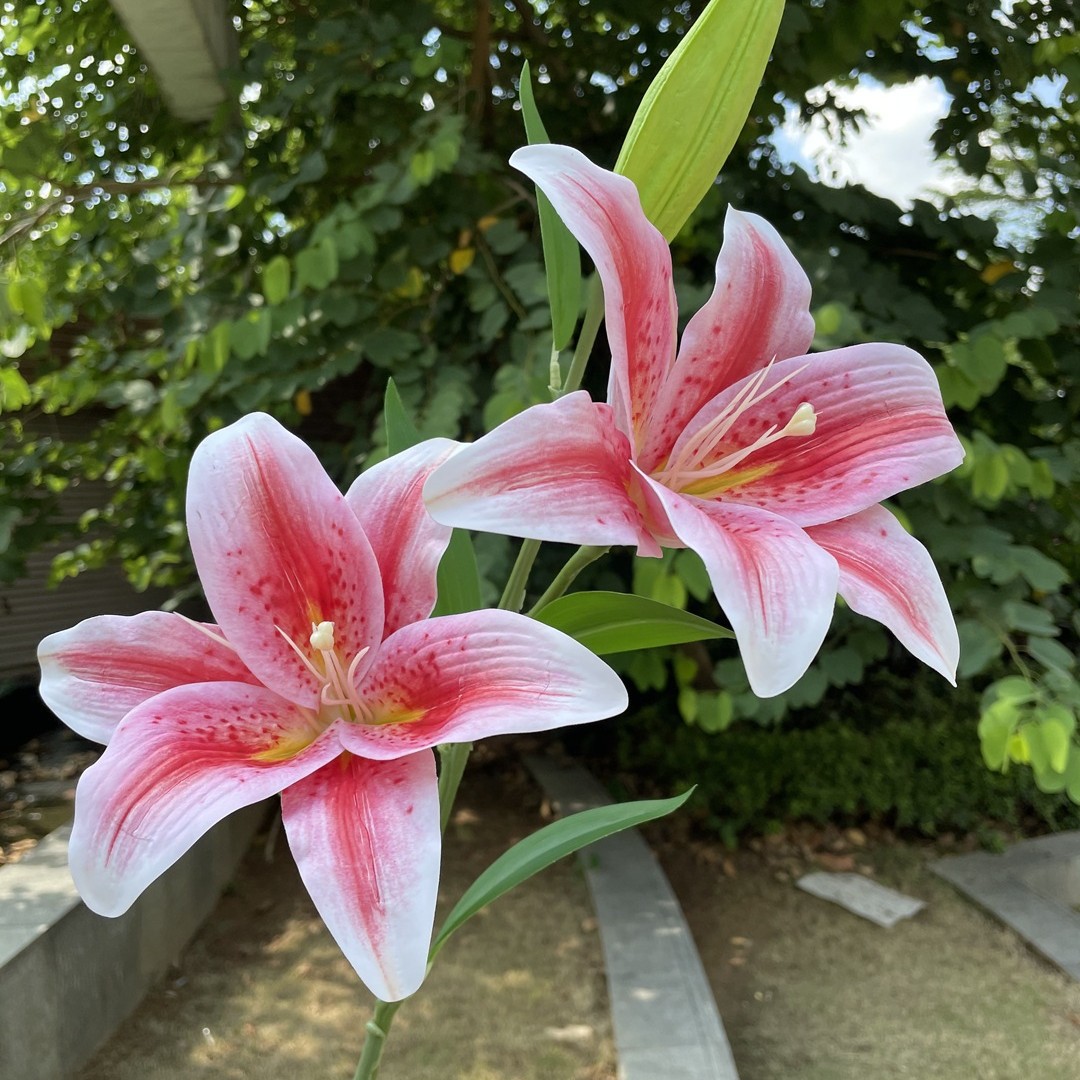 3 cabezas se sienten Lily Rosa profundo