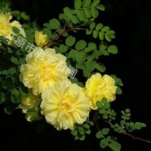 东北辽宁供应黄刺梅3-8分枝绿篱苗耐寒黄刺玫扦插小苗丛生黄刺玫