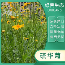 边坡绿化防护硫华菊种子矿山复绿荒坡治理景区观景花卉专业