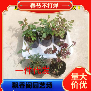 һ�����l�¼����绨�����ļ��_����ľ���ܹ�֭��zȸǤ��С������