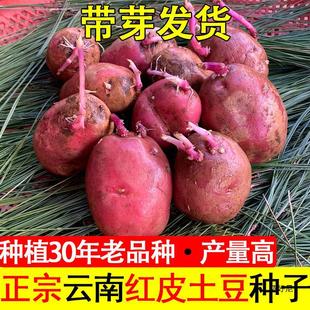 ��ϱ��ذlѿ�߮a�tƤ�����Nԭ�N�S����Ʒ�N����N���R����N���l