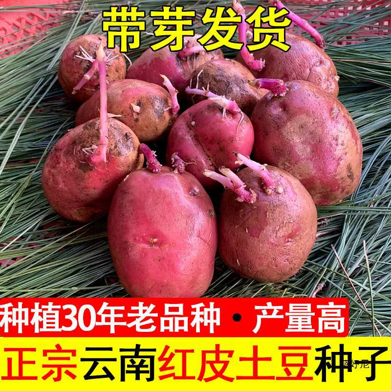 Местные проросшие высоковысокопродуктивные семена краснокожих картофелей Юньнани, оригинальные старые сорта с желтым сердцем, семена картофеля, рассада для посадки картофеля