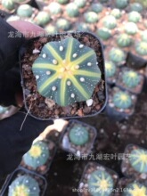 星兜锦星球兜锦实生西瓜兜锦南瓜兜锦仙人球多肉植物沙生植物盆栽