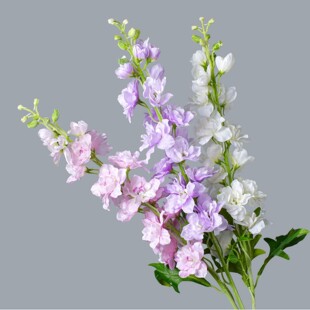 ���滨 Ӣï�w��� �L���ӿ͏d�Ҿ�ܛ�b�c�Ƶ겼���[���ٻ�