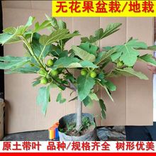 oԵļش󲨼tϱ̨NֲńήY