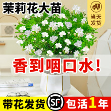 茉莉花盆栽四季开花大苗带花苞花卉室内植物花栀子花盆栽水培绿植