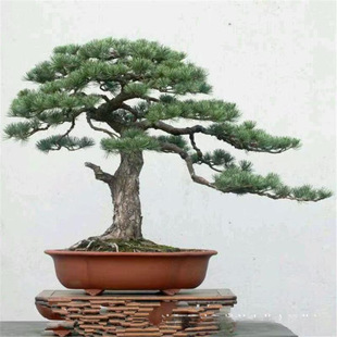 �羳�ɘ�N�Ӻ��ɷN���辰�ɘ�N�Ӽ�ͥ���@�^�p�҃�����ֲ��N��