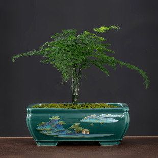 Fleshy Flower Pot Ceramic Creative Rectangular Phalaenopsis Bonsai Flower Pot Household Moso June Snow Potted Plant Pot