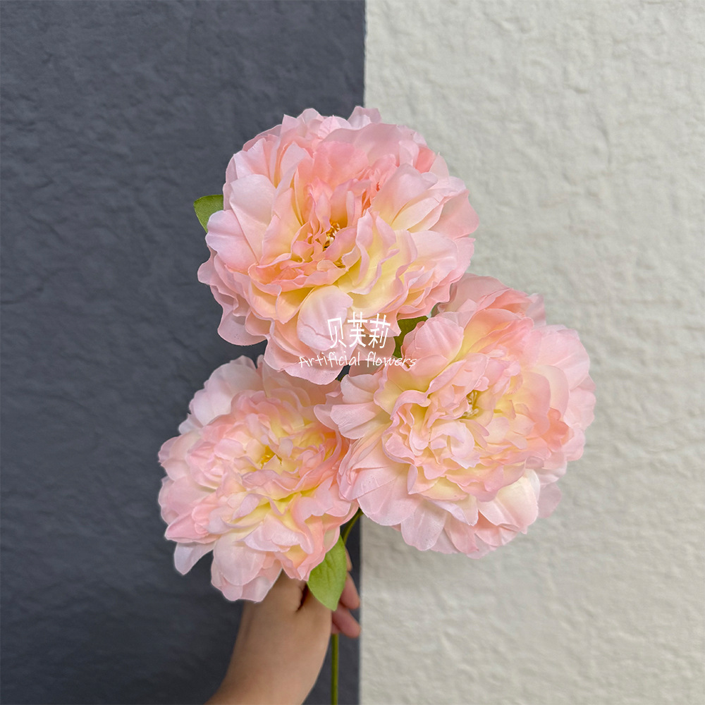 빅 피오니-샴페인 파우더