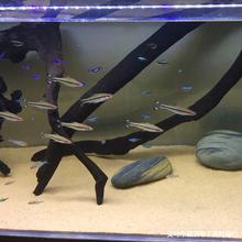 批发鱼缸水族珍珠砂河砂水族箱底沙化妆砂细河沙鱼缸装饰造景河沙