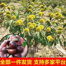 �޽Ӱ����������l�����ϱ����Nֲ�ش����쮔��Y�����Ӱ���������