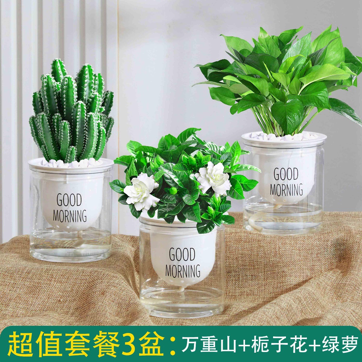 완중산 + 치자나무 + 포토스(좋은 아침 분지) + 영양액