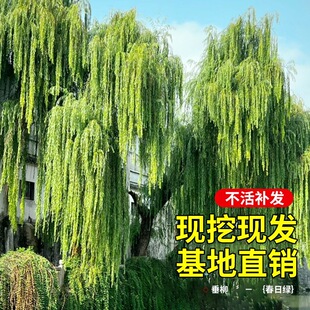 ������������S��������ֱ�����繫�@�G���е����L�����������ľ