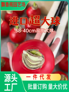 Red Amaryllis Wax Ball Imported New Year's Eve Flower Sealing Wax Wax Ball Gift Box Blessing Card Plus Blessing Interior Decoration Without Water and Soil