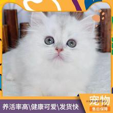 长毛金吉拉猫活体纯白高猫矮脚宠物猫咪活物纯种蓝眼睛金吉拉